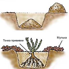 посадка розы